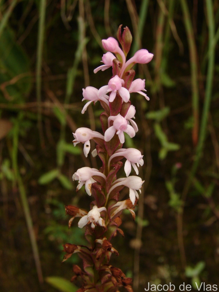 Satyrium nepalense D.Don